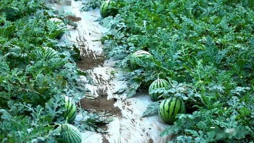 盘州吃小瓜,小瓜的诱惑，舌尖上的盘州风情