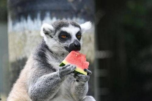 动物吃瓜的绘画,动物们的“甜蜜”盛宴