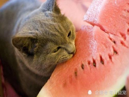 动物吃瓜的绘画,动物们的“甜蜜”盛宴