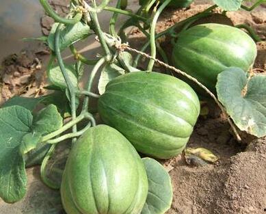 瓜熟时到你家吃瓜,邀君共赴我家品瓜盛宴