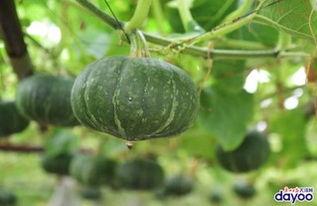 瓜熟时到你家吃瓜,邀君共赴我家品瓜盛宴