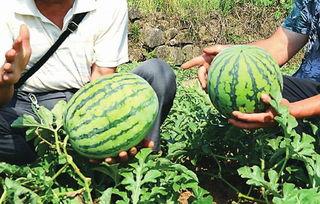 瓜熟时到你家吃瓜,邀君共赴我家品瓜盛宴