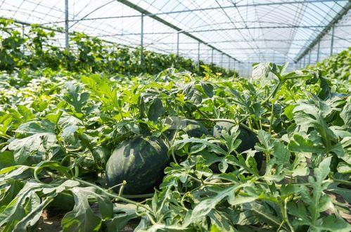 农村吃瓜图片,农村吃瓜图鉴，尽享乡村清凉时光