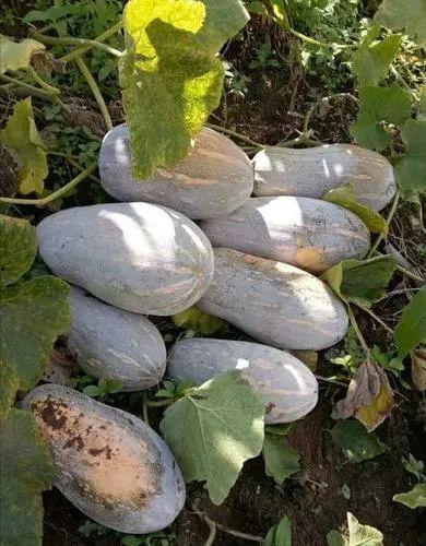 农村吃瓜图片,农村吃瓜图鉴，尽享乡村清凉时光