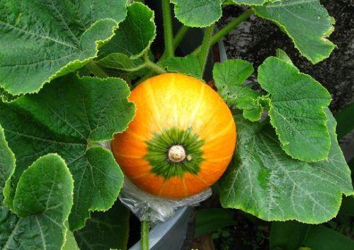 小瓜哺乳期可以吃吗,小瓜食品的安全性解析