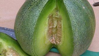 怀孕吃绿宝瓜,绿宝瓜助力母婴健康