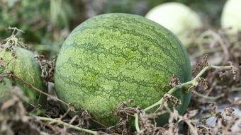 嗑瓜子的吃瓜大户,揭秘嗑瓜子的吃瓜大户传奇