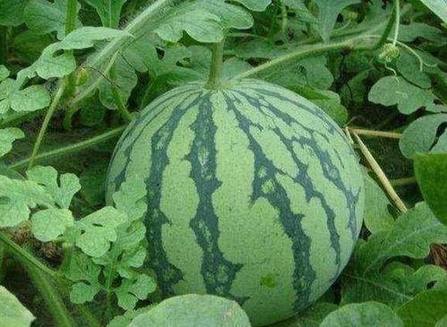 乾隆吃瓜方式特点,品味与权力的交融