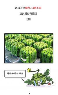 瓜吃历史,穿越时空的甜蜜记忆