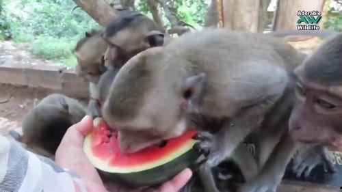 小猴子吃瓜图片,夏日清凉一“瓜”