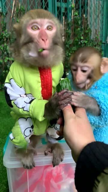 小猴子吃瓜图片,夏日清凉一“瓜”