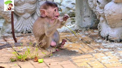 小猴子吃瓜图片,夏日清凉一“瓜”