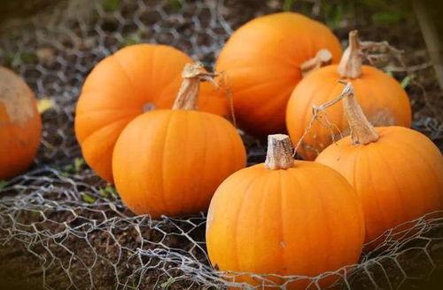 秋天妈妈吃的瓜,妈妈心爱的瓜果盛宴