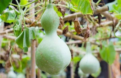 吃葫芦瓜会过敏,揭秘食用风险与应对策略