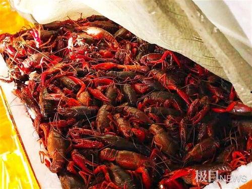 瓜沥哪里吃龙虾,探寻当地龙虾风味盛宴