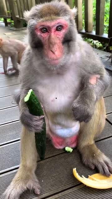 吃瓜君猴子,揭秘网络红人的幕后故事