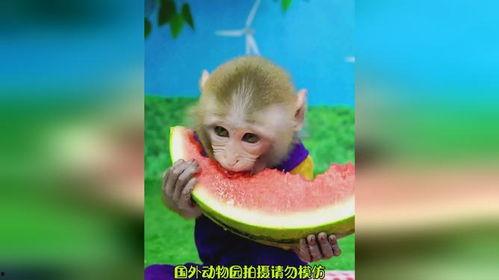 吃瓜君猴子,揭秘网络红人的幕后故事