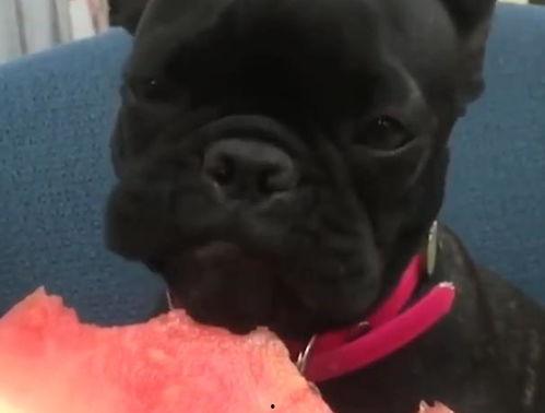 吃瓜法斗,揭秘网络热词背后的趣味与智慧