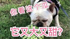 吃瓜法斗,揭秘网络热词背后的趣味与智慧