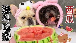 吃瓜法斗,揭秘网络热词背后的趣味与智慧