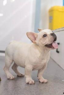 宠物吃的里面含有瓜尔胶,宠物食品中的神奇增稠剂