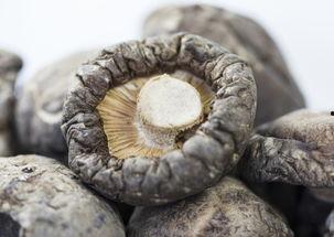 木鳖瓜吃声控,一场与自然共舞的奇妙之旅