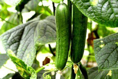 木鳖瓜吃声控,一场与自然共舞的奇妙之旅