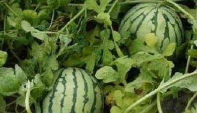 瓜农吃蜜瓜,品尝自家蜜瓜的喜悦时光