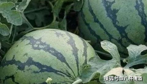 瓜农吃蜜瓜,品尝自家蜜瓜的喜悦时光