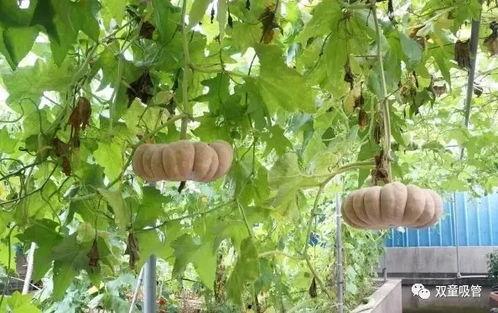 下地干活群众吃瓜,劳动人民的甜蜜时光