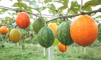 小狗可以吃吊瓜吗怎么吃,如何安全喂食