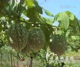 小狗可以吃吊瓜吗怎么吃,如何安全喂食