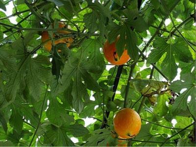 小狗可以吃吊瓜吗怎么吃,如何安全喂食