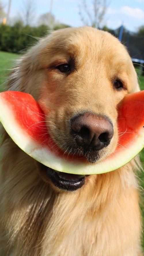 吃瓜狗后续,揭秘娱乐圈风云再起