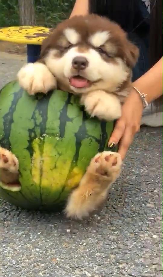 吃瓜狗后续,揭秘娱乐圈风云再起