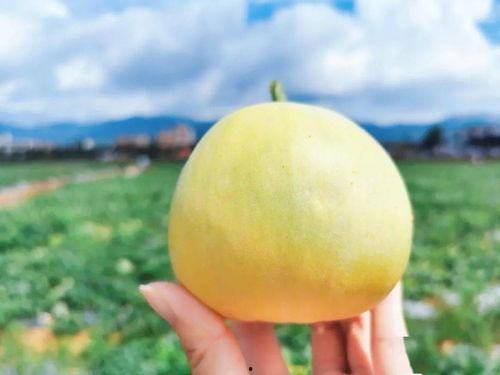 胡儿瓜如何吃,解锁美味新境界