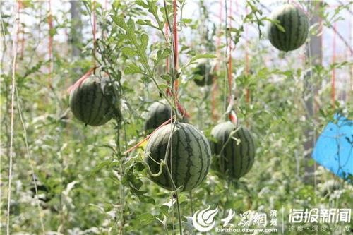 上瓜地吃瓜视频,跟随上瓜地吃瓜视频探寻夏日美味