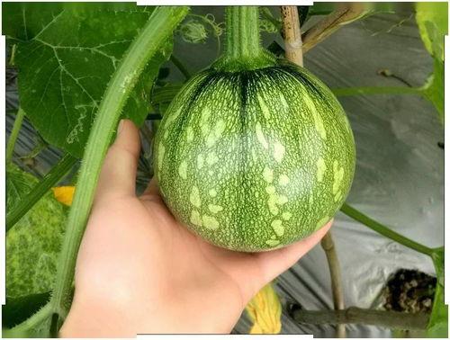 湖北商贸吃瓜,吃瓜群众的热议焦点