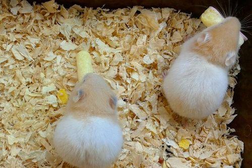 仓鼠可以吃八棱瓜,仓鼠的美食新宠