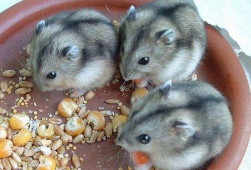 仓鼠可以吃八棱瓜,仓鼠的美食新宠