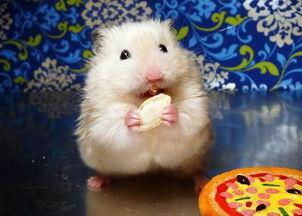 仓鼠可以吃八棱瓜,仓鼠的美食新宠