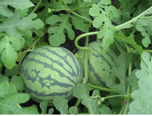 湘湘吃瓜,揭秘娱乐圈那些不为人知的幕后故事