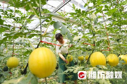 吃瓜潍坊原版,一场美食与文化的盛宴