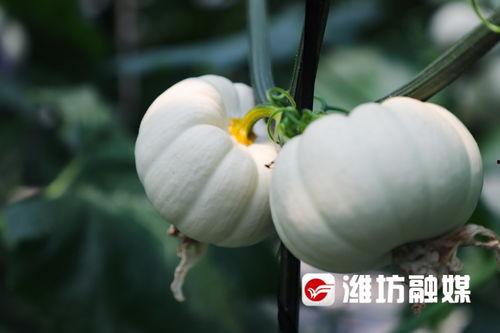 吃瓜潍坊原版,一场美食与文化的盛宴