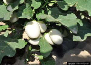 带你吃瓜之奇葩植物,带你吃瓜之奇葩植物大揭秘