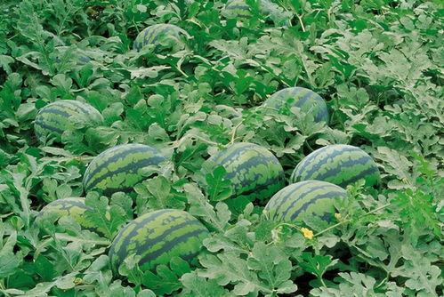 瓜农坐围栏吃瓜