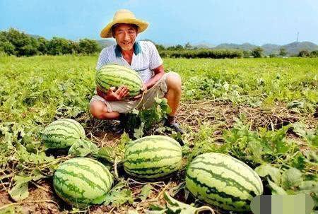 瓜农坐围栏吃瓜