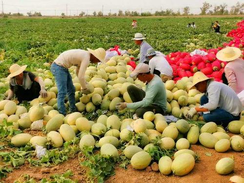 新疆吃的瓜客,探寻新疆特色瓜果之旅