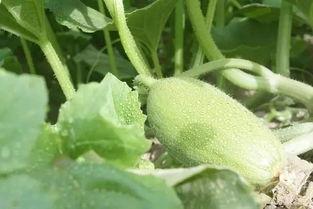 新疆吃的瓜客,探寻新疆特色瓜果之旅