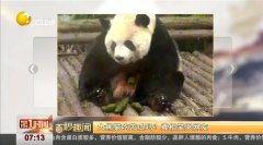 熊猫外卖吃瓜视频,揭秘美食背后的趣味故事